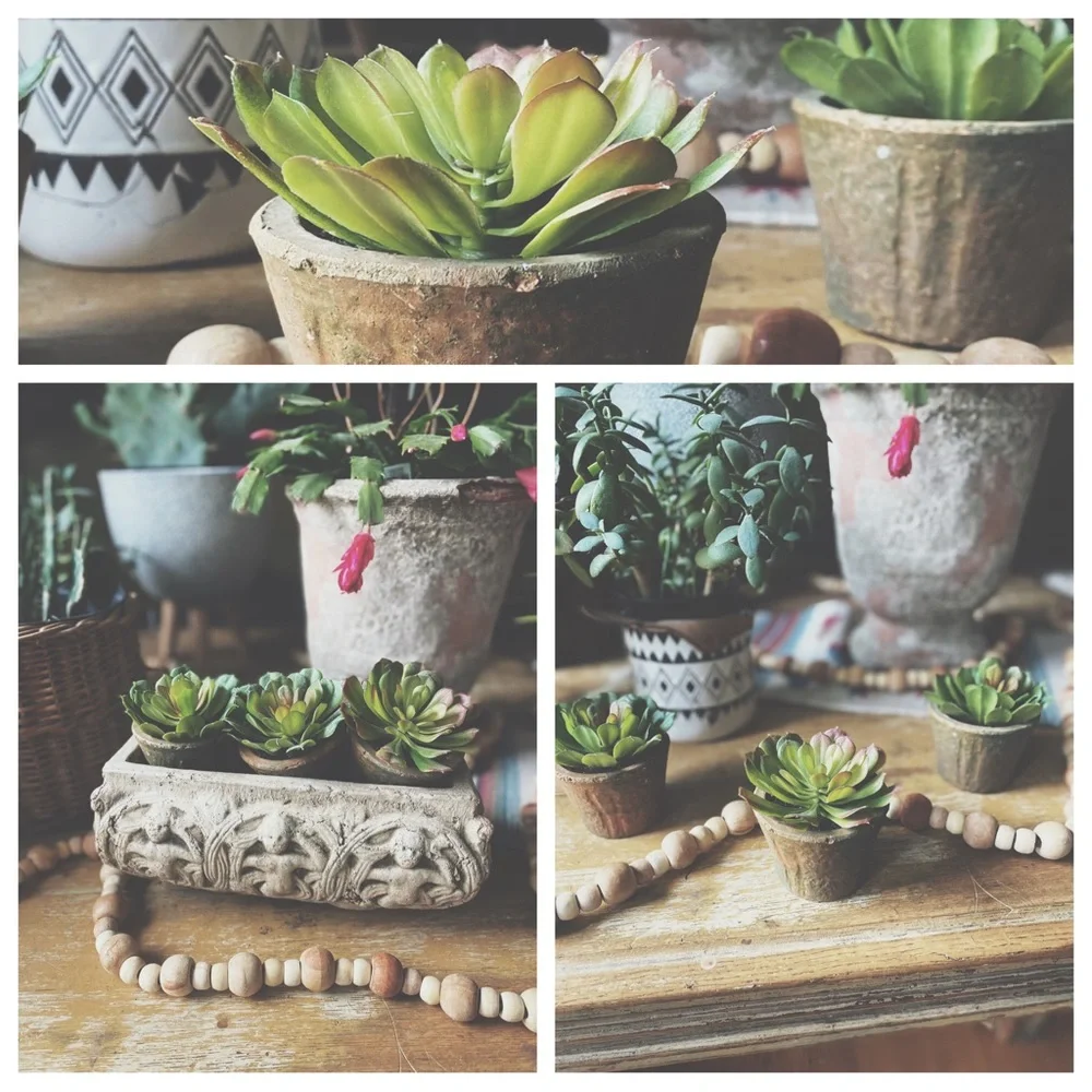 Set of 3 Rustic Clay Potted Faux Succulents - Boho Home Decor